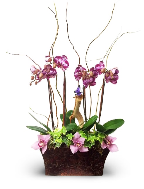 Bellina Orchids By Newport Florist NF240 -  A graceful Bellina phalaenopsis orchid plant potted in a modern container is an enchanting gift for any occasion.