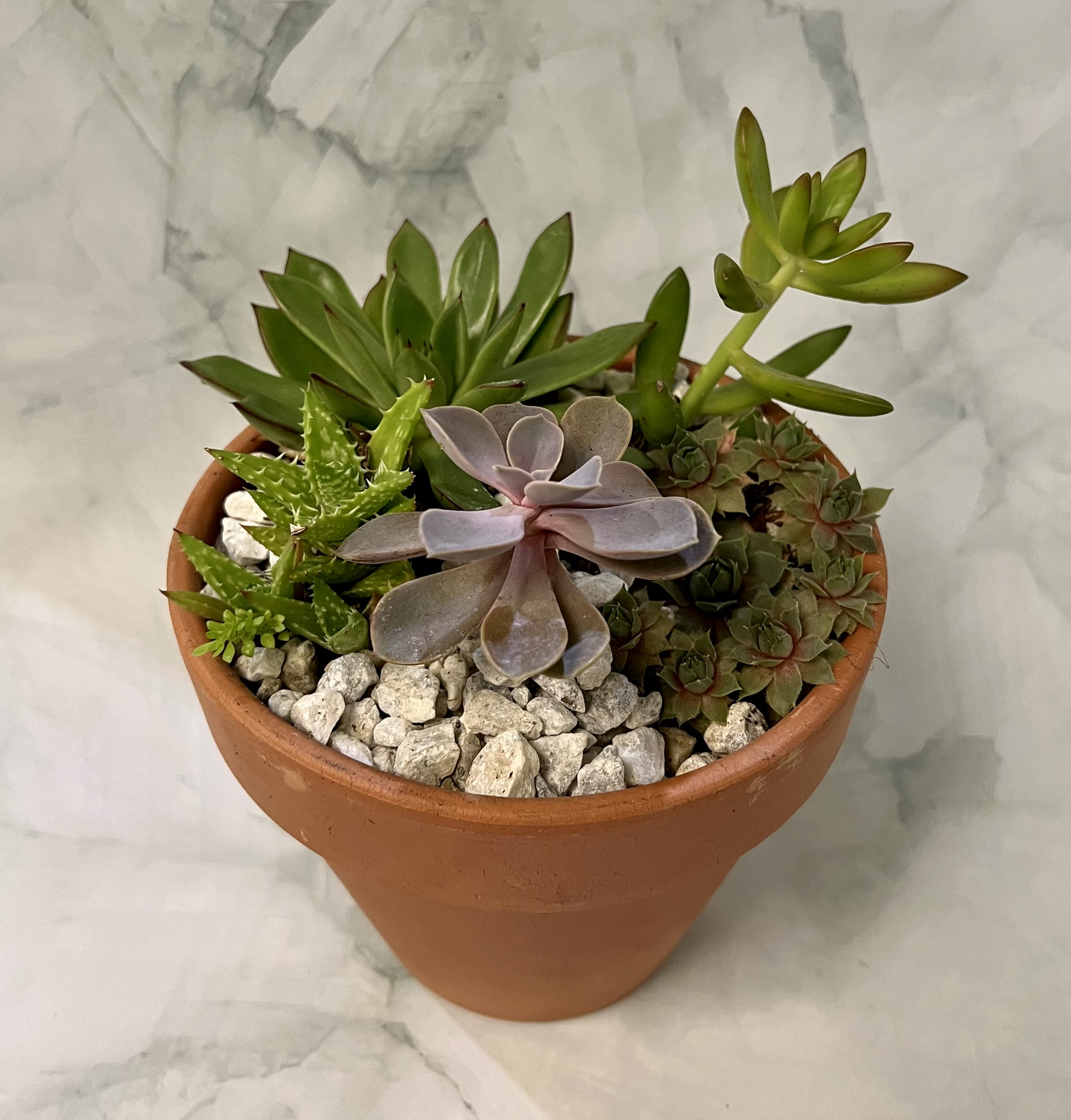 Terracotta Succulent Garden  - This succulent garden is one of a kind. Each garden is hand picked at the greenhouse so not one arrangement looks the same. We hand pick the freshest succulents that are available. The container is 6 inchs and includes about 5 various succulents. 