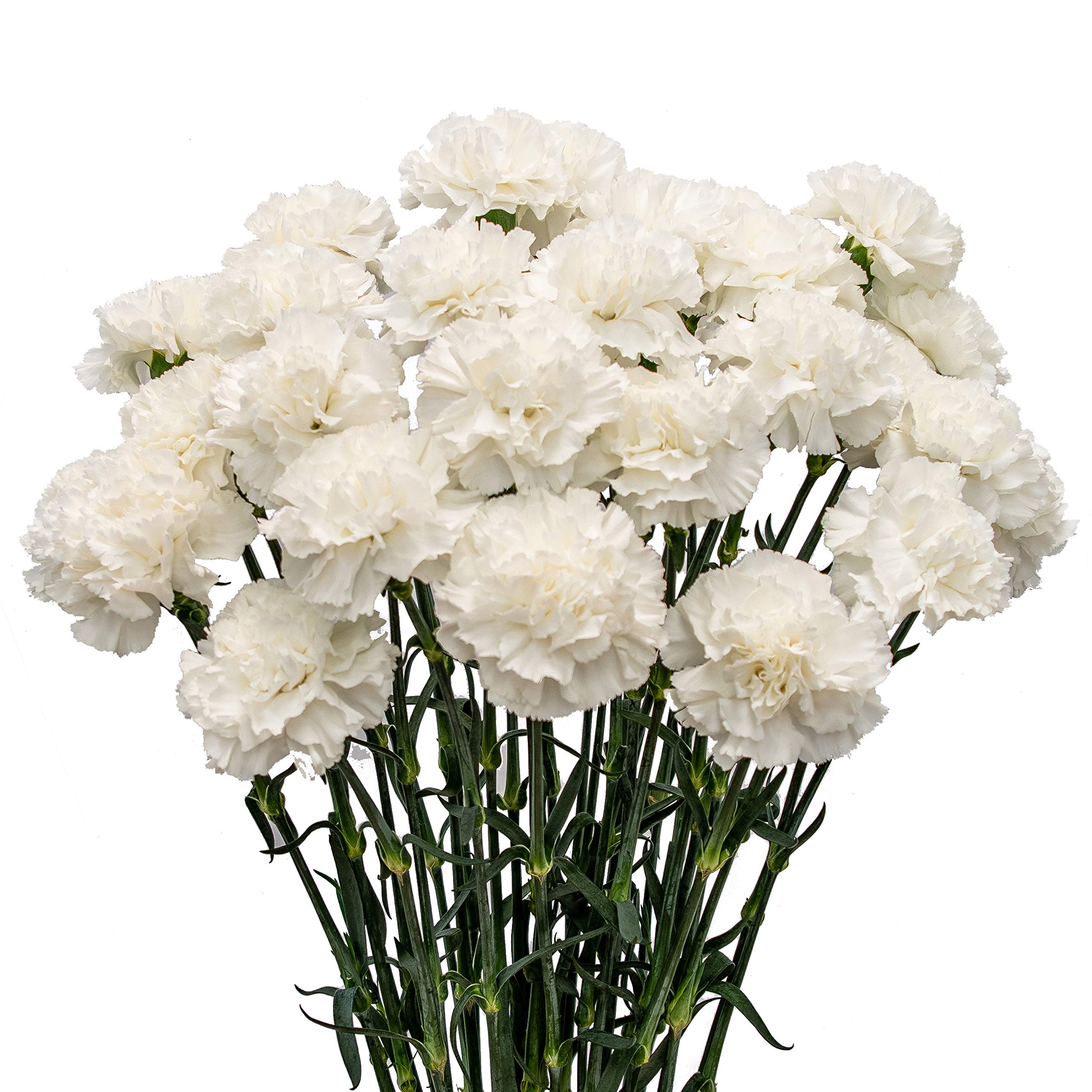 White Carnations Bunch - 25 stems of white carnations.  Fresh cut imported from Ecuador. Don't see what you are looking for? Call our shop we can custom order anything