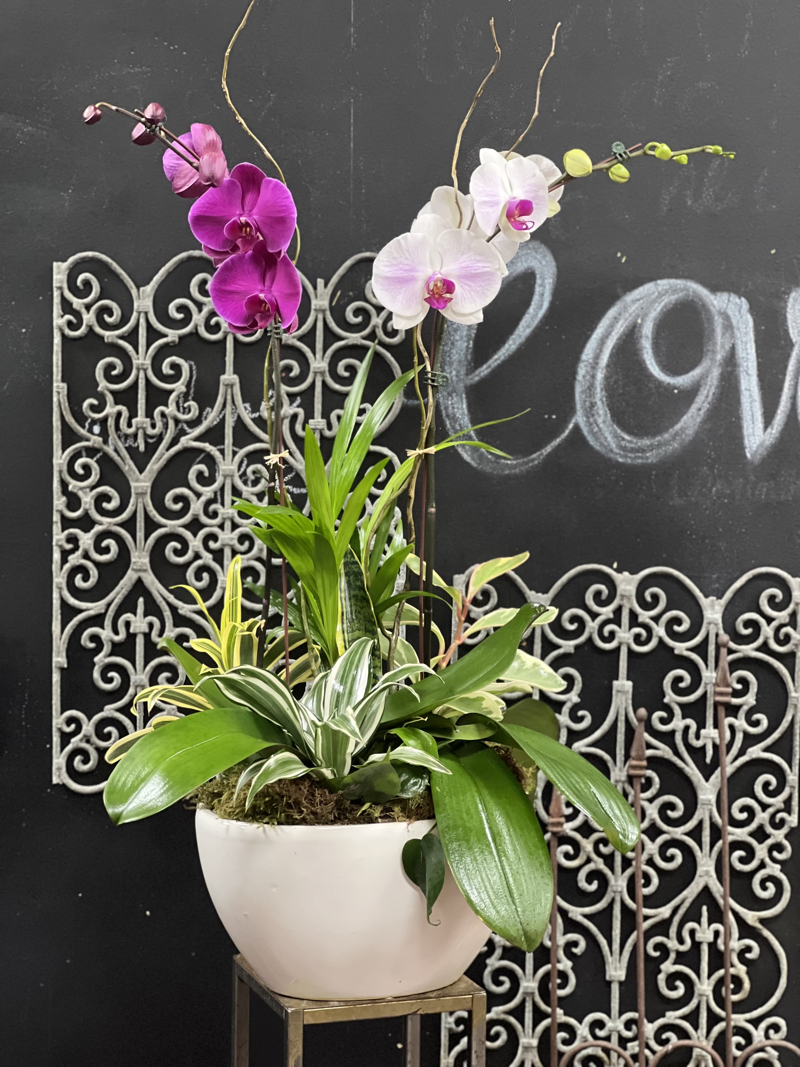 Orchid plants arrangement  by Charlene - Stunning Phalaenopsis orchids plants arranged with other house plants and nice ceramic container.( orchid can be different than photo by nature of varieties) Great gift for someone you loved and cared 