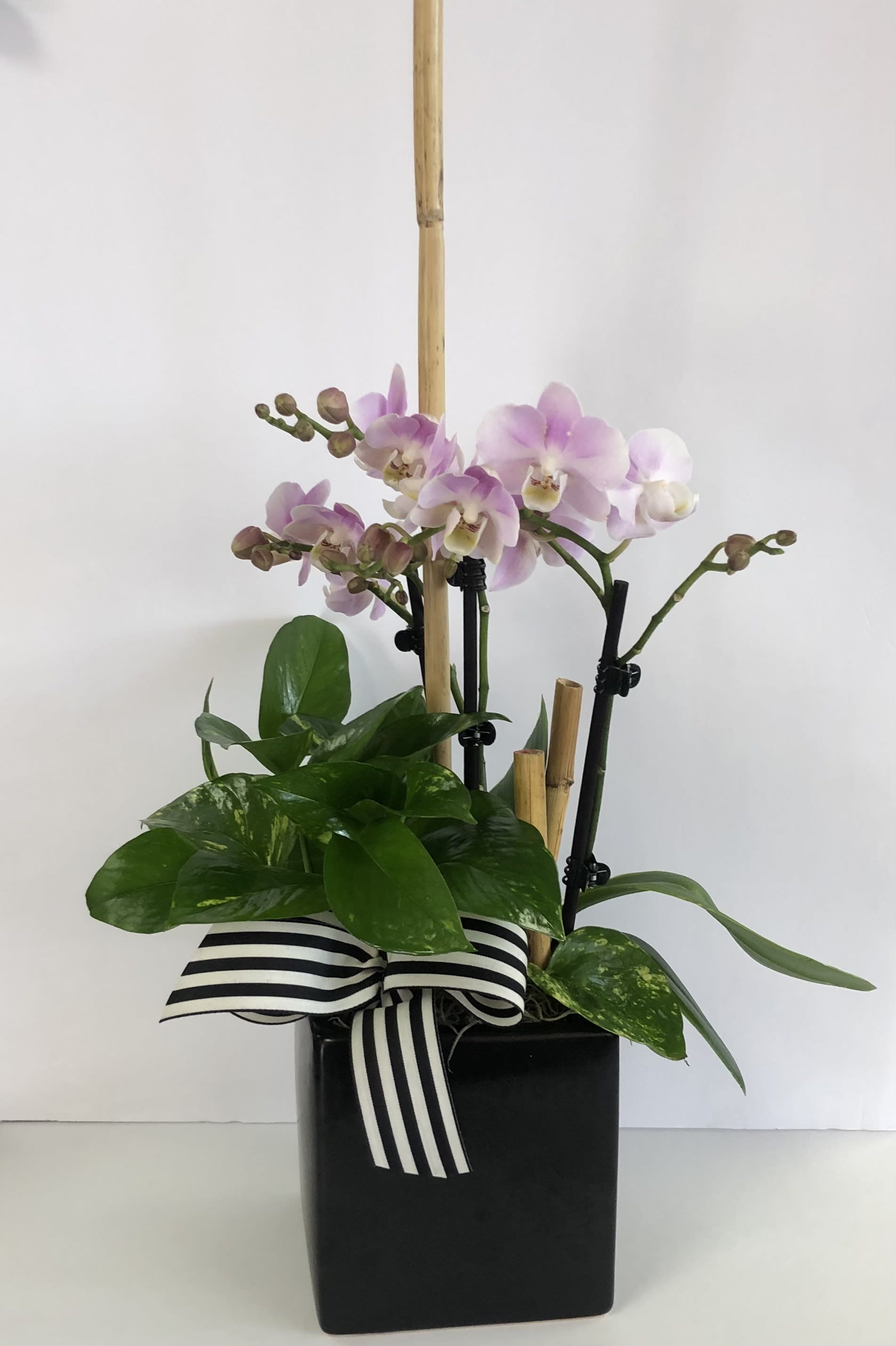 green plant and blooming orchids - 2 green plants and 4'blooming orchid