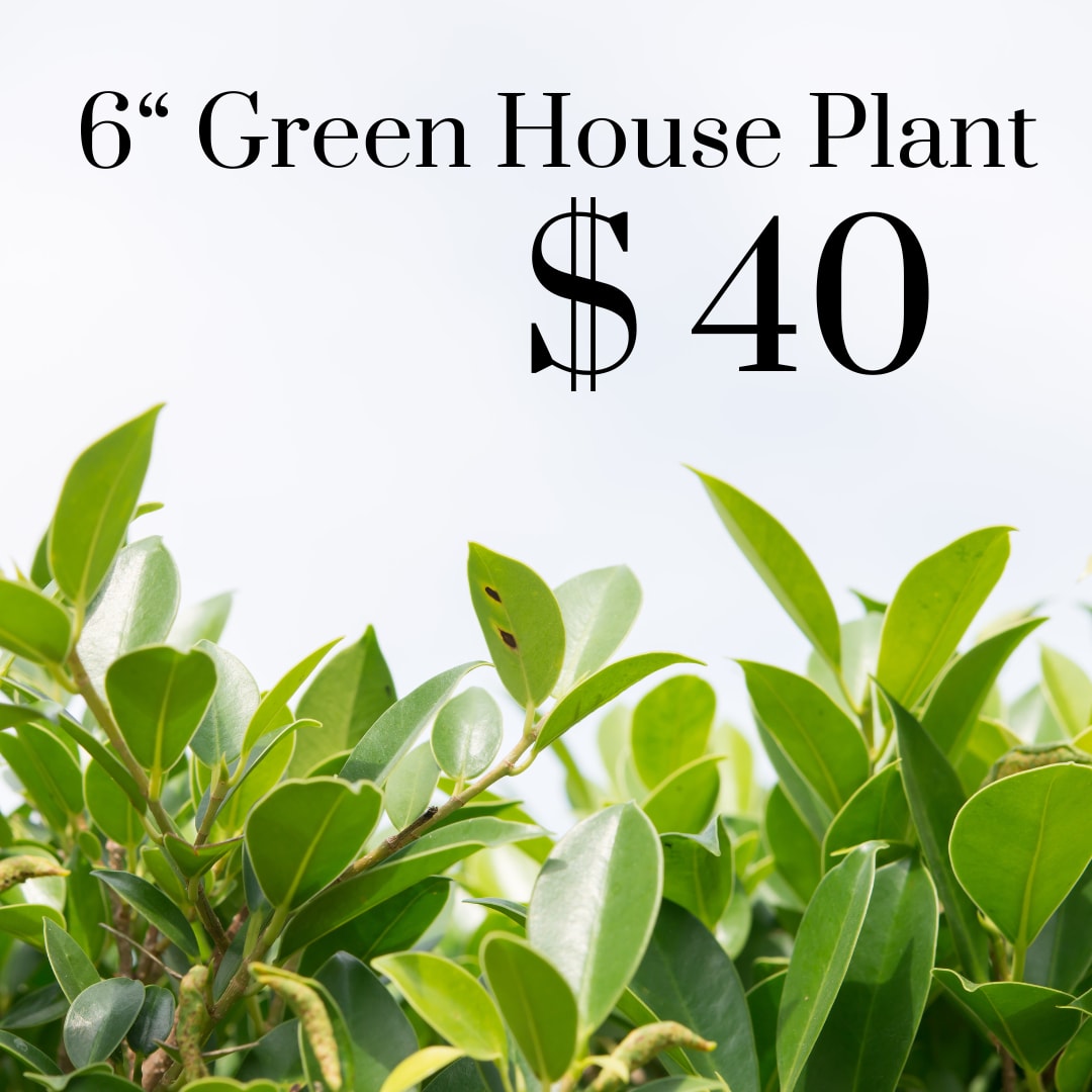 6&quot; Green House Plant - 6&quot; Green House Plant in Basket with Bow