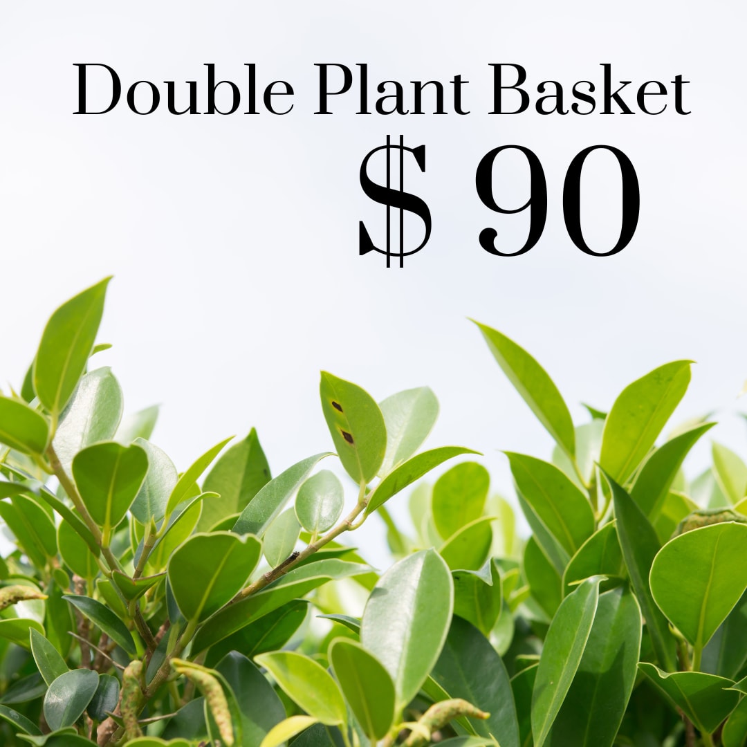 Double Plant Basket - Double Plant Basket With Two 6&quot; Green House Plants With A Bow