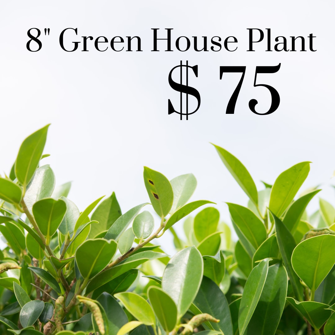 8&quot; Green House Plant - 8&quot; Green House Plant In Basket With A Bow