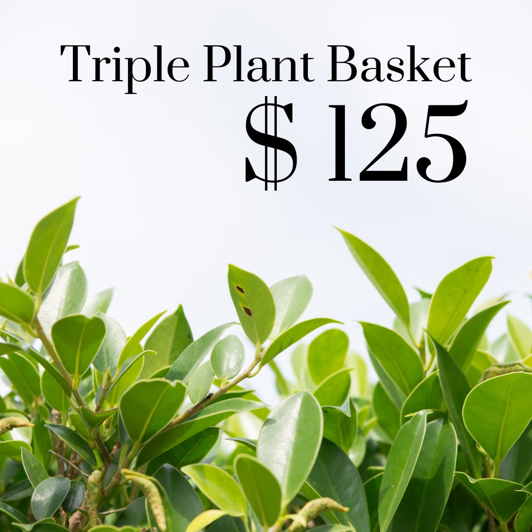 Triple Plant Basket Triple Plant Basket - Triple Plant Basket With Three 6" Green House Plants With A Bow