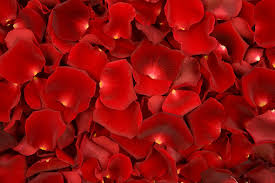 Rose hotsell petals nyc
