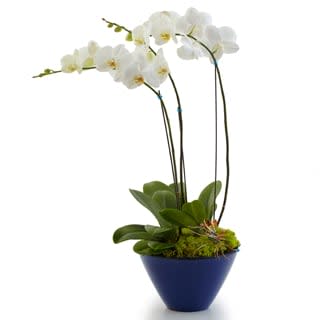 Opulent Orchids - Double Opulent Orchids - Double - Product ID: BF45-11KD container and color may vary