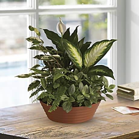 Serene Retreat * Container May Vary - White is just right especially when delivered in a field of green. This beautiful gift is a garden of delights. Perfectly at home inside a home or office it's a great gift for all reasons and seasons. A white hypoestes is joined by green dieffenbachia spathipyhllum ficus and Boston fern that's delivered in a beautiful plastic dish or basket