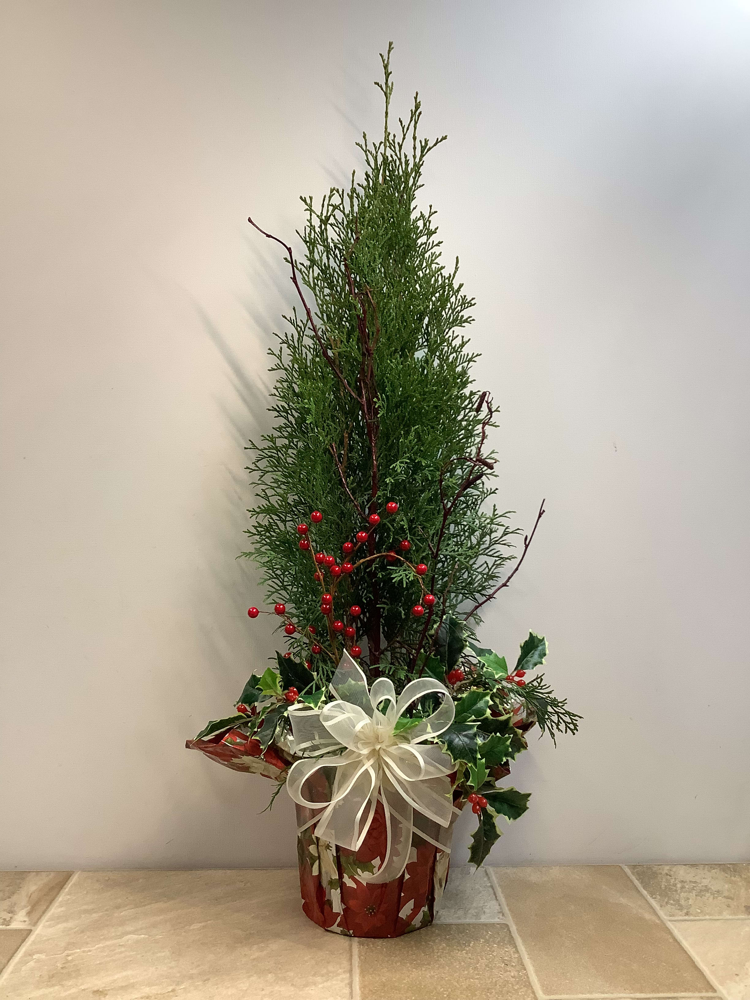 Holiday Arborvitae Tree in La Crosse, WI Cottage Garden Floral