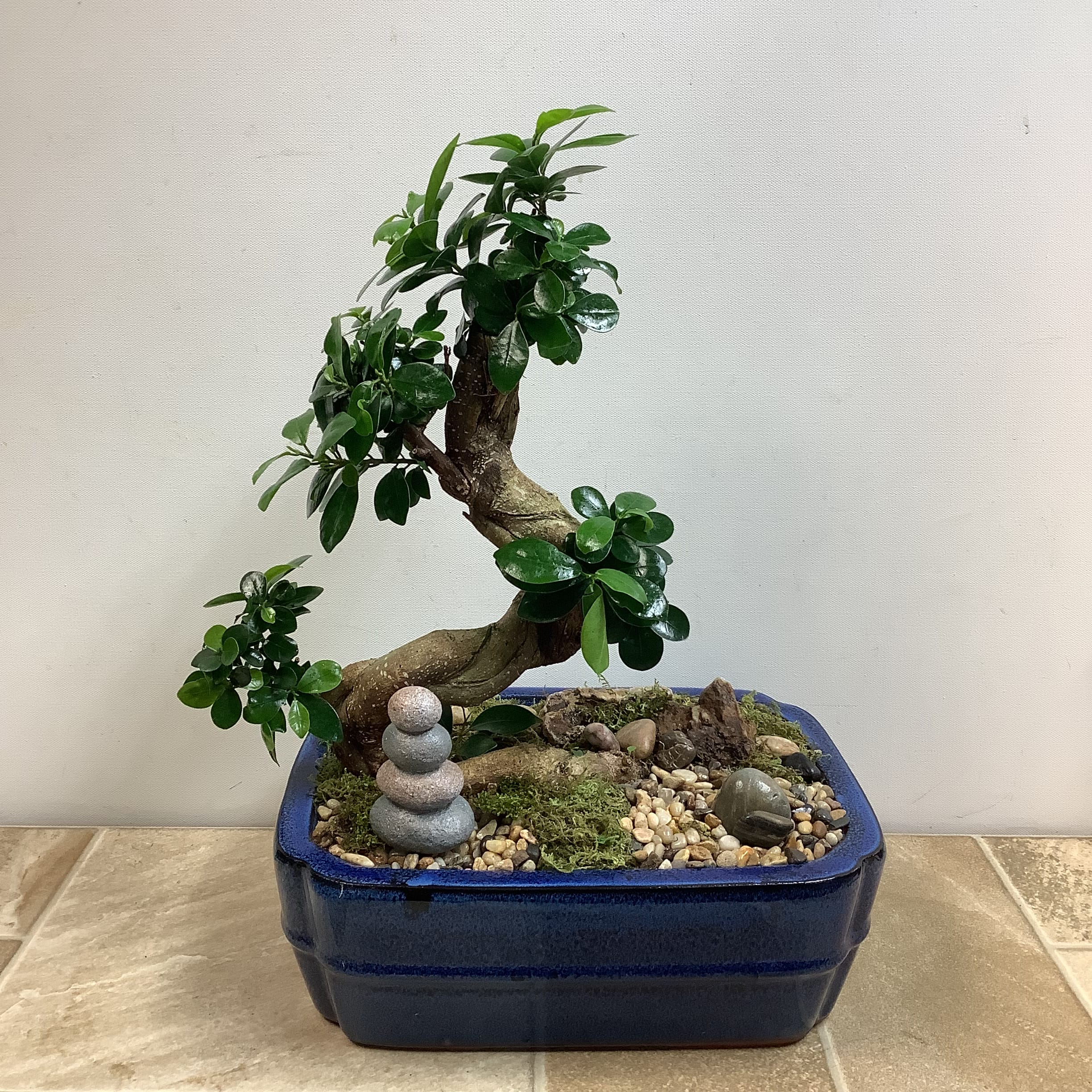 Bonsai Tree in La Crosse, WI Cottage Garden Floral