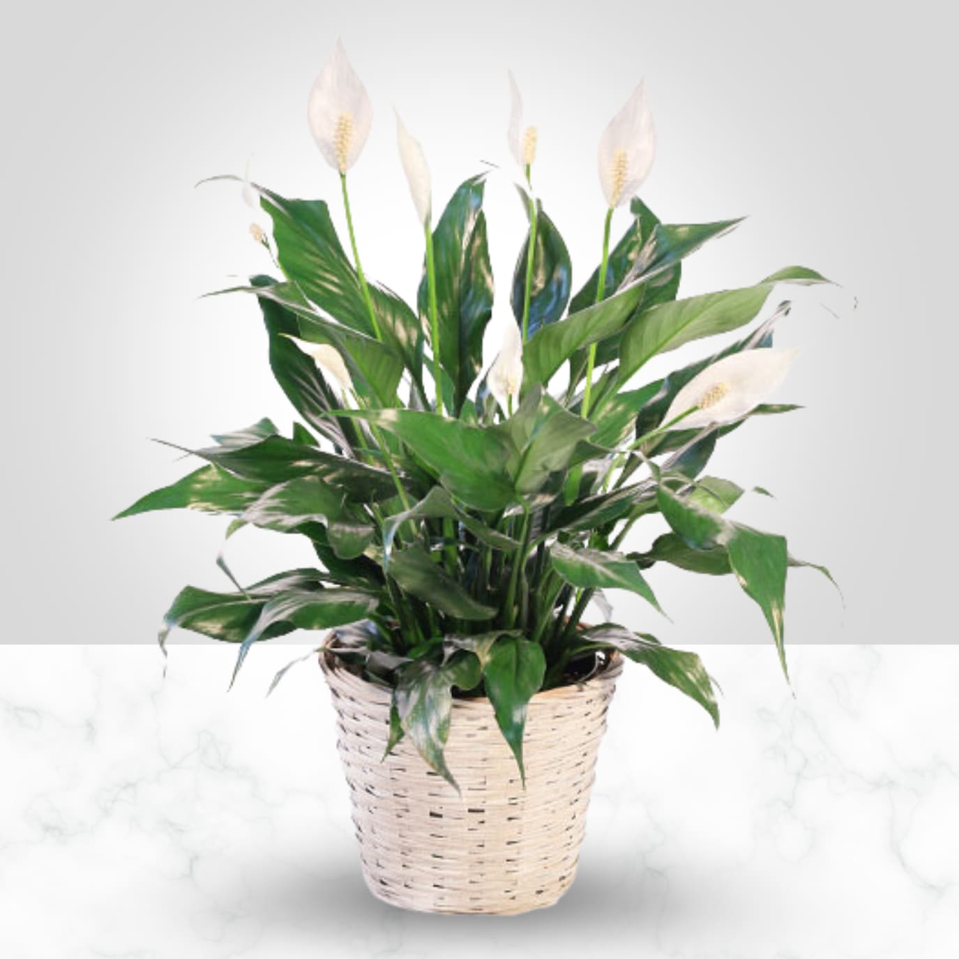 Peace Lily - This peaceful plant brings serenity and joy to any space. Also appropriate for funeral service or the home. Available in 3 different sizes and great for any occasion. Basket color will vary.
