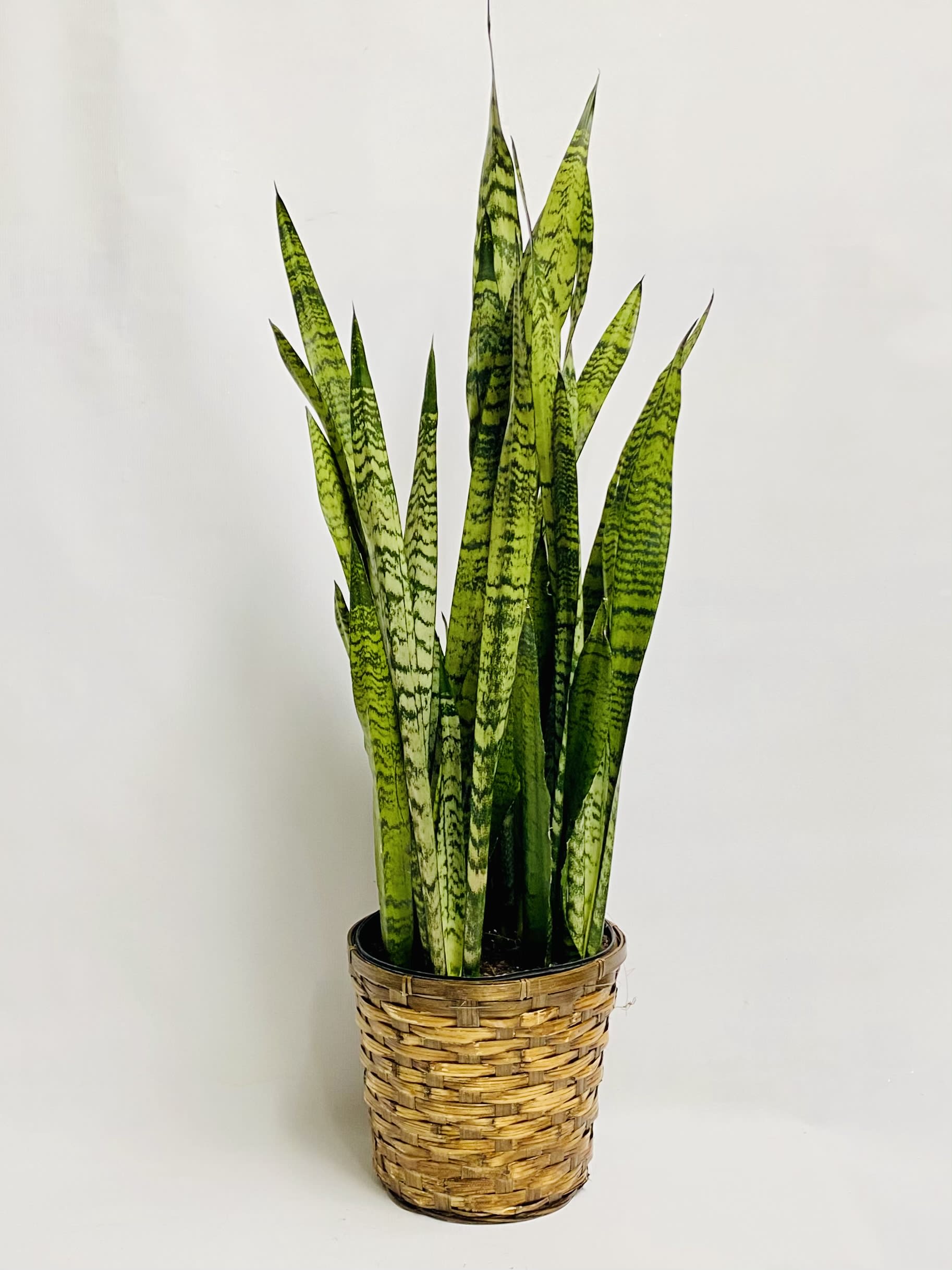 Snake plant (Mother-in-law's tongue) - 8 inch floor plan easy to take care of only needs water twice a month will work in direct sun to no sun 