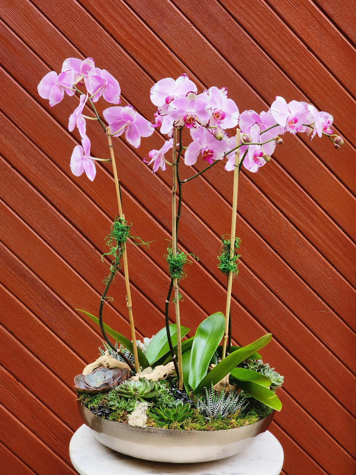 Enchanting Orchid Oasis - A beauty, featuring a trio of Phalaenopsis orchid plants with spikes showcasing a cascade of large, lovely flowers in blush and long leaves. This breathtaking orchid arrangement is presented in an elegant vase filled verdant moss and succulents for ground cover.