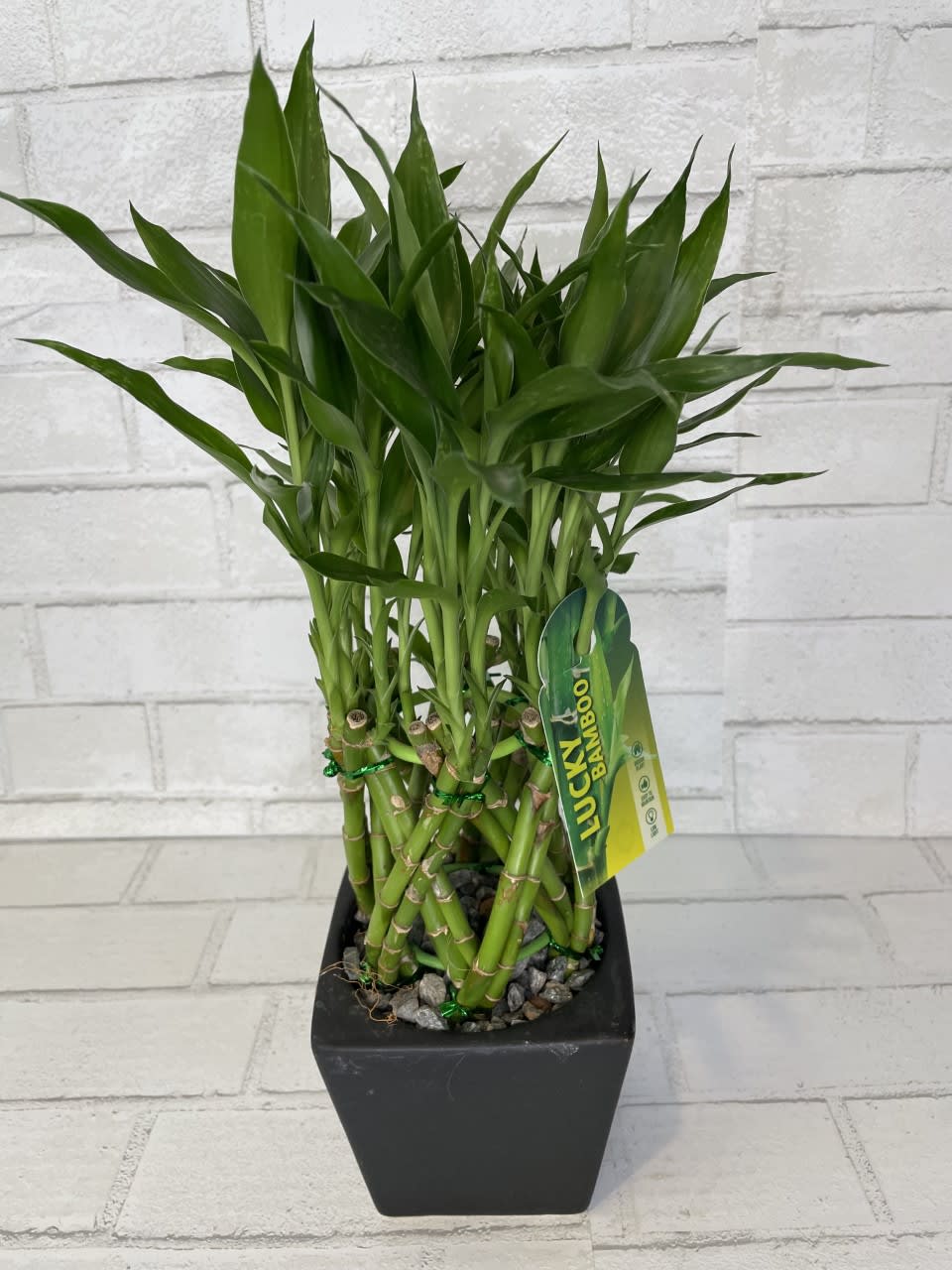 Lucky Bamboo - Get luck on your side with this Lucky Bamboo Plant. Since ages, the bamboo plant (aka Lucky Bamboo Plant) is used as a powerful tool to attract abundance, prosperity &amp; better health 