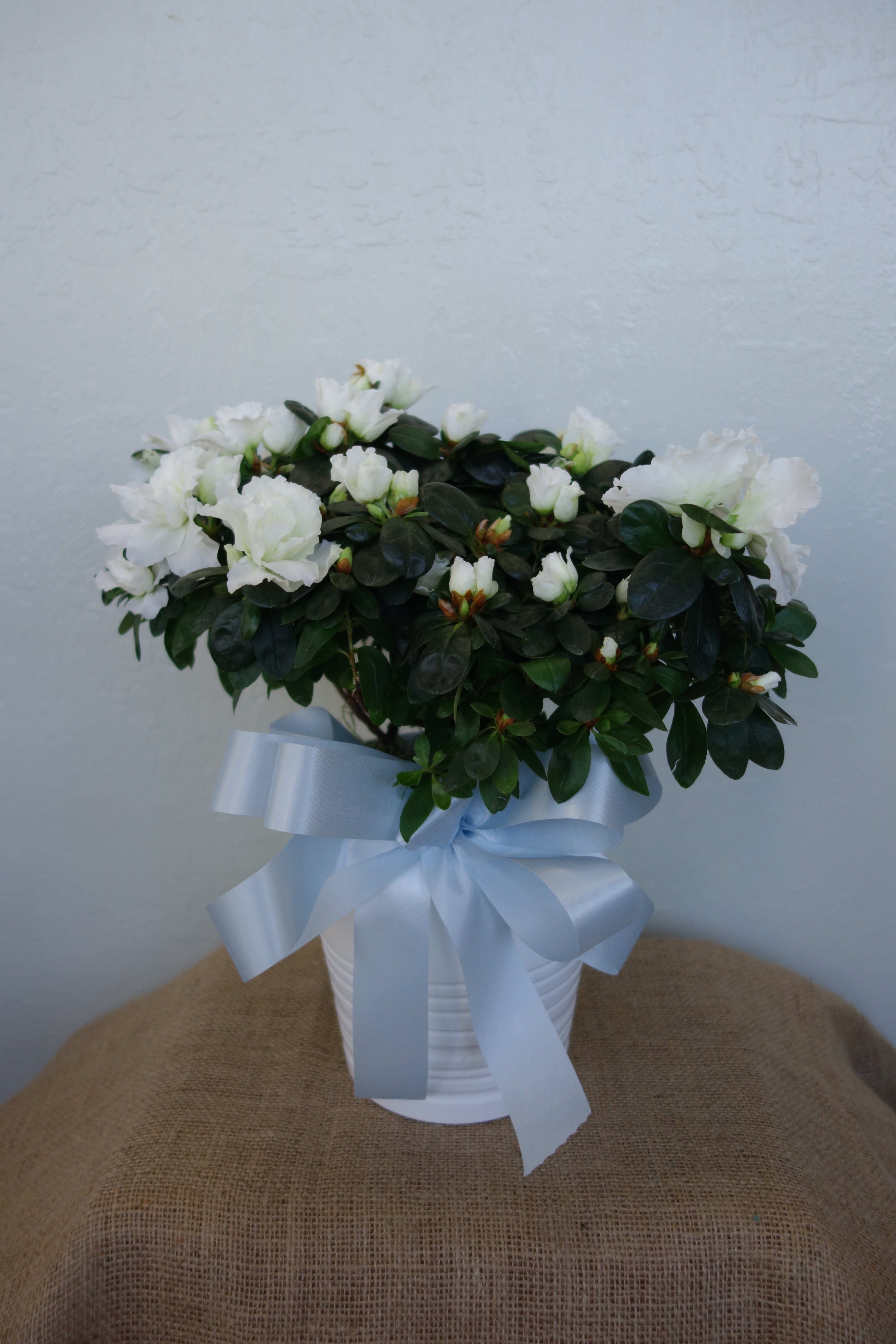 White Azalea Plant - 6'' potted white azalea plant in a white pot. Please note in the special instructions which color you prefer for the ribbon and we will do our best to accommodate. Colors may vary depending on store availability. If there is no color preference, will default to baby blue ribbon.