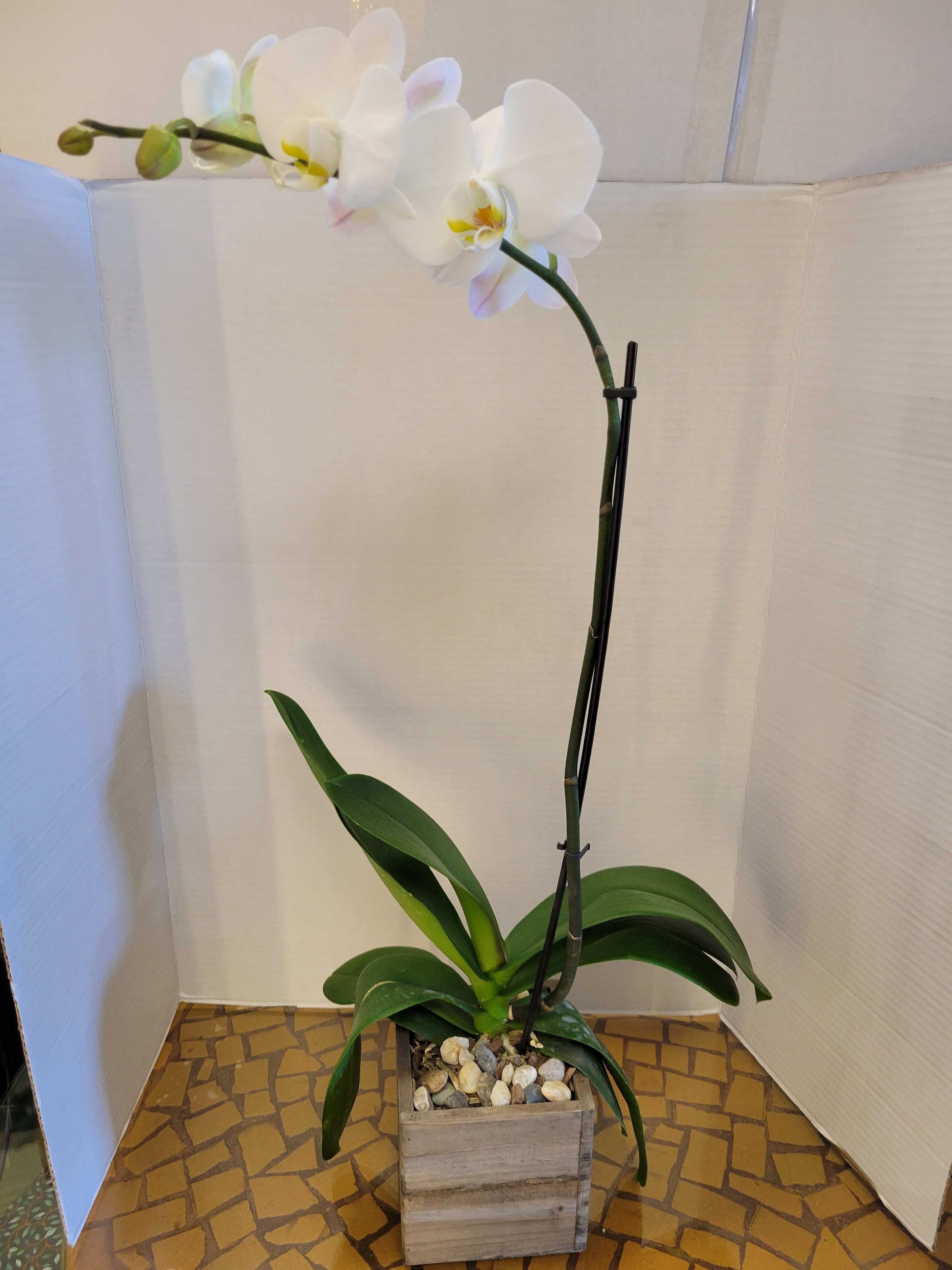 Orchid plant  - Perfect for any Valentine. Dazzle them with this attractively flowered plant. Easy to take care of and a beautiful addition to any home. 