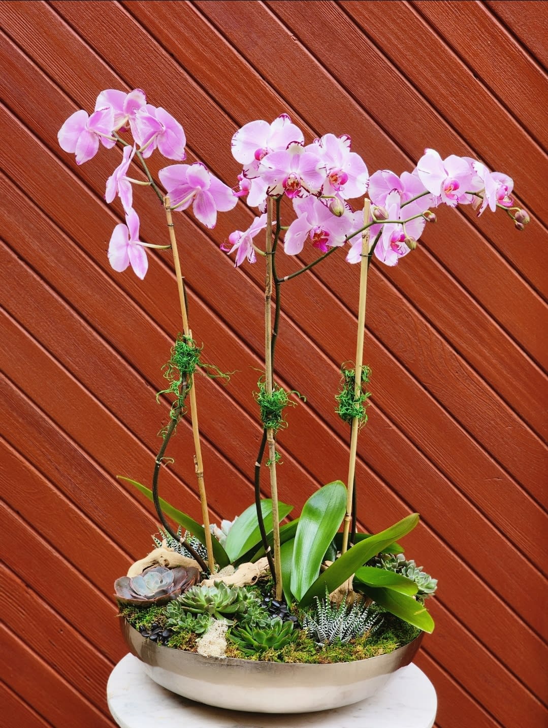 Garden World - A beauty, featuring a trio of Phalaenopsis orchid plants with spikes showcasing a cascade of large, lovely flowers in blush and long leaves. This breathtaking orchid arrangement is presented in an elegant vase filled verdant moss and succulents for ground cover.