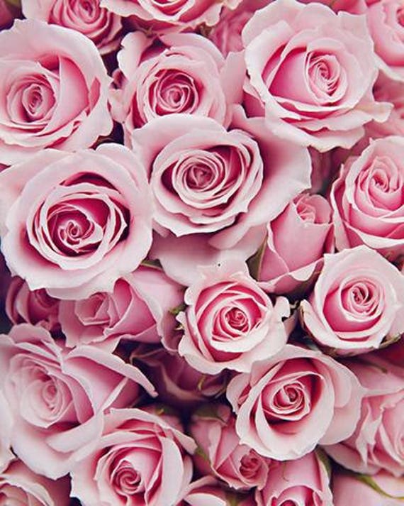 25 Long stem Premium Pink Roses Wholesale - 25 Long stem premium long stem pink cut roses 