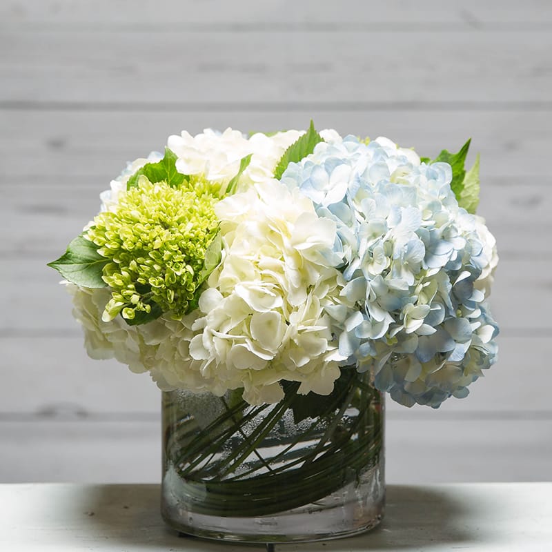 THE HYDRANGEA - A tight mix of green, blue &amp; white hydrangea arranged in a 6&quot; cylinder with bear grass submerged around the interior of the vase. Perfect for any occasion. 