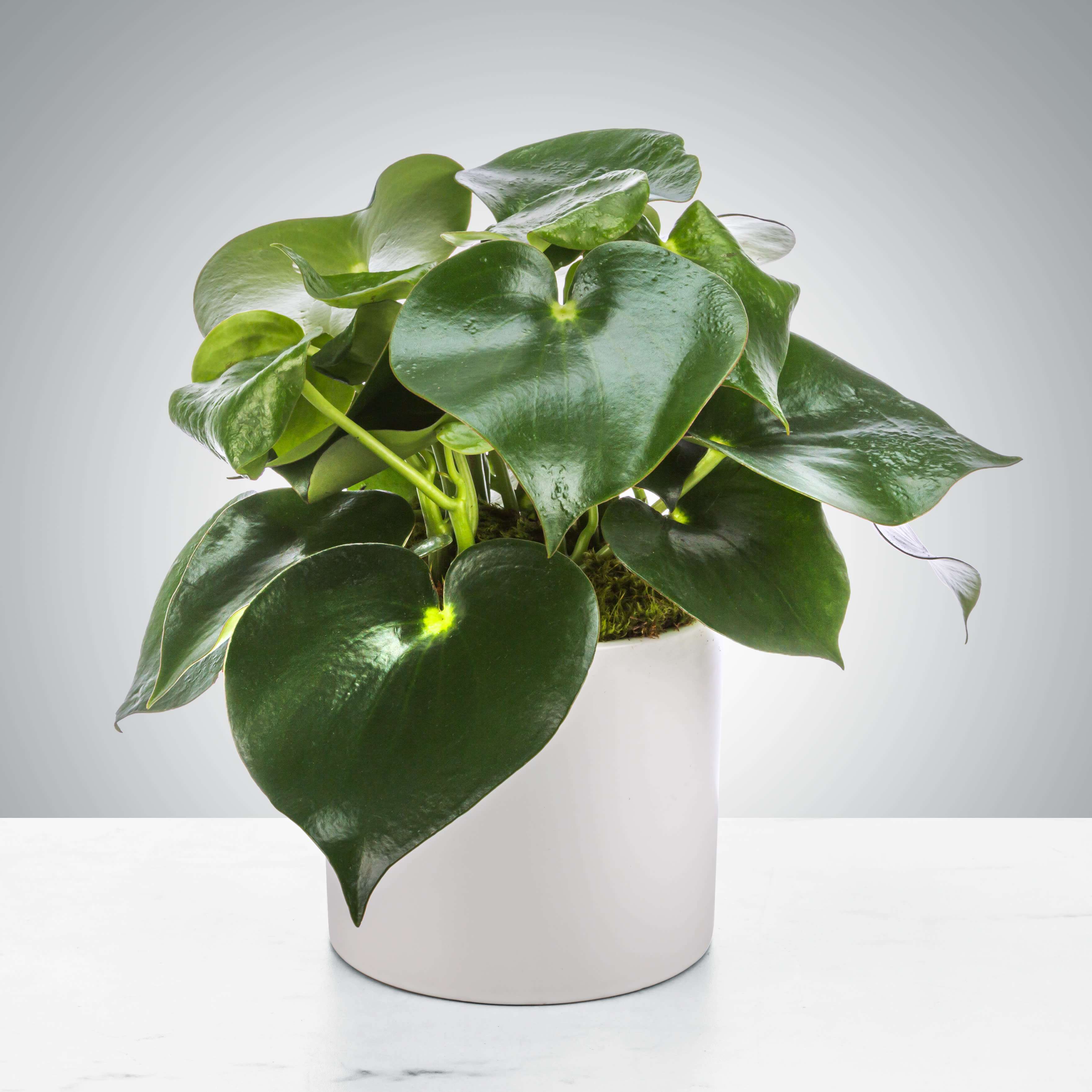Raindrop Plant by BloomNation™ - The raindrop plant, also known as the Peperomia polybotrya, does well in indirect light. A cute addition to any table or shelf, the shiny leaves are enjoyed by many. Send it as a gift for somebody's desk or windowsill.