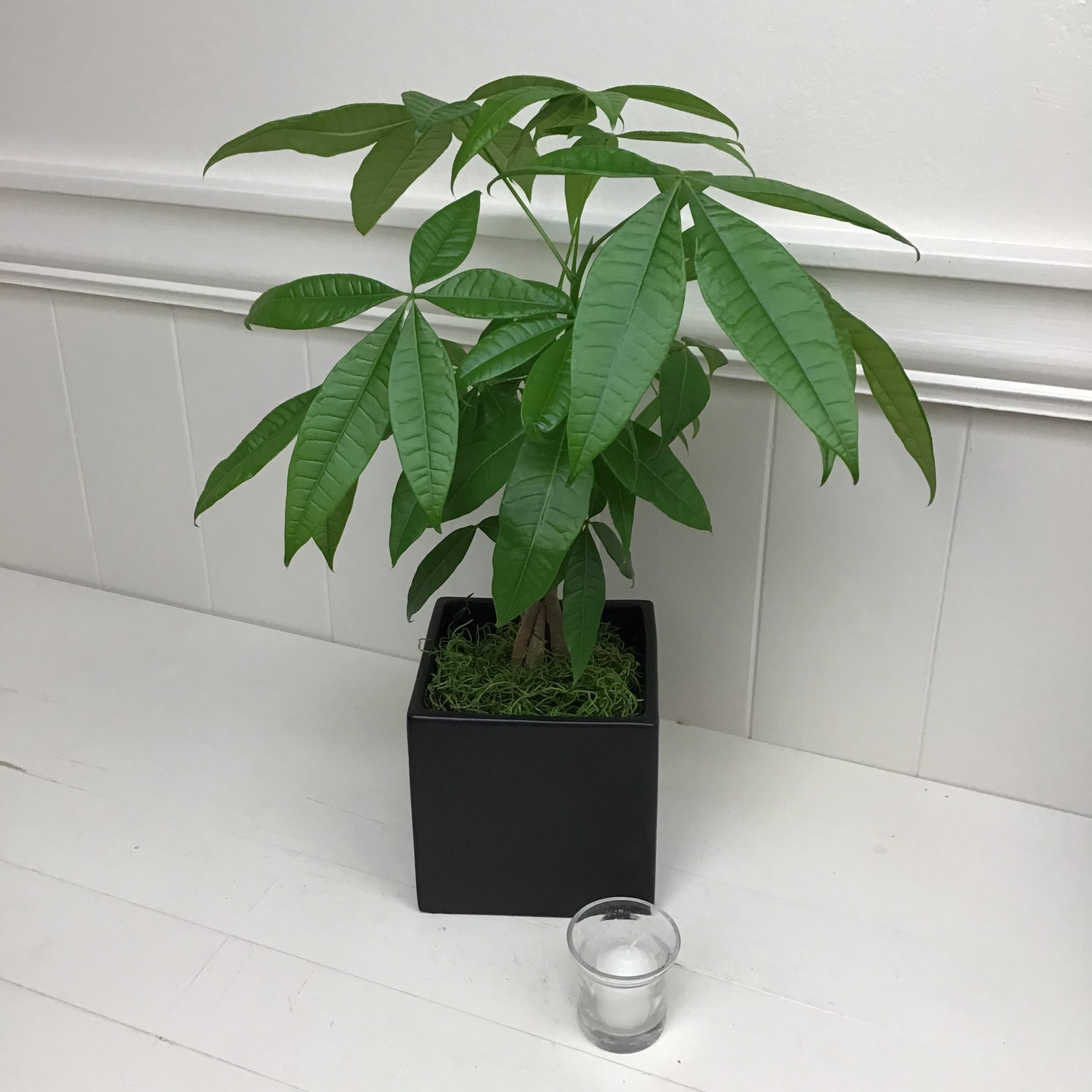 Money store tree planter