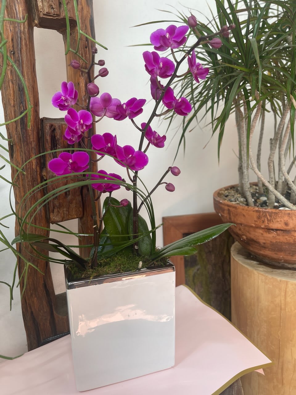 Regal Elegance: Medium-Sized Purple Phalaenopsis Orchid - The Phalaenopsis Orchid, known as the &quot;Moth Orchid,&quot; symbolizes refinement, beauty, and grace. With its captivating color and intricate petals, the medium-sized purple Phalaenopsis Orchid exudes an air of regal elegance. Join us as we explore the allure of this exquisite orchid and the emotions it evokes.  Item: 1716  
