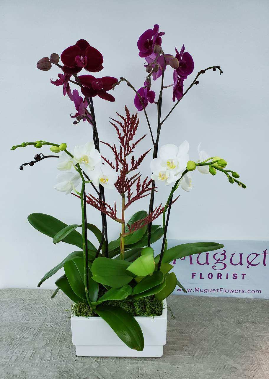 Orchids PurpleWhite Phalaenopsis Arrangement - The Phalaenopsis Orchids Arrangement in shades of regal purple and pristine white is a captivating display celebrating the harmony of elegance and natural beauty. Phalaenopsis orchids, renowned for their exquisite and delicate blooms, create a composition that embodies grace and serenity. This arrangement is a true masterpiece, where the contrasting hues of purple and white evoke a sense of sophistication and tranquility. Join us as we delve into this stunning arrangement, where each orchid becomes a symbol of elegance and natural artistry.   Item: A307  This arrangement includes a newly cleaned planter with good-quality water &amp; flower food.   How To Take Care Of Orchid Plants Indoors: Watering: Usually, every 7-10 days. Allow the plant to drip dry before returning to the decorative pot. Light: Medium to bright indirect light indoors. Temperature: Moderate room temperature, 65-75 degrees. Avoid extreme temperatures and drafts. Fee: There is no need to fertilize to enjoy the first bloom, then monthly. 