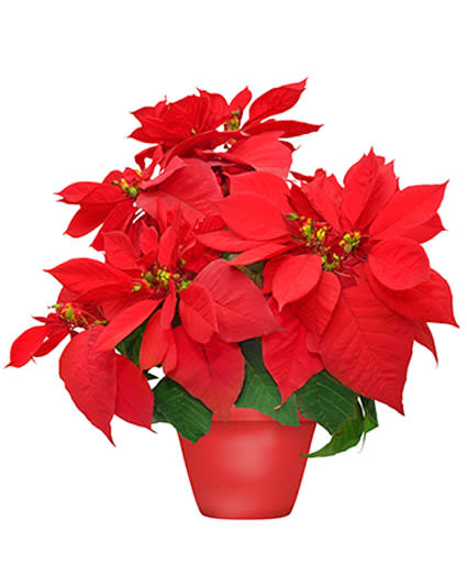 Holiday Poinsettia Holiday Poinsettia - Holiday poinsettia with red flowers.