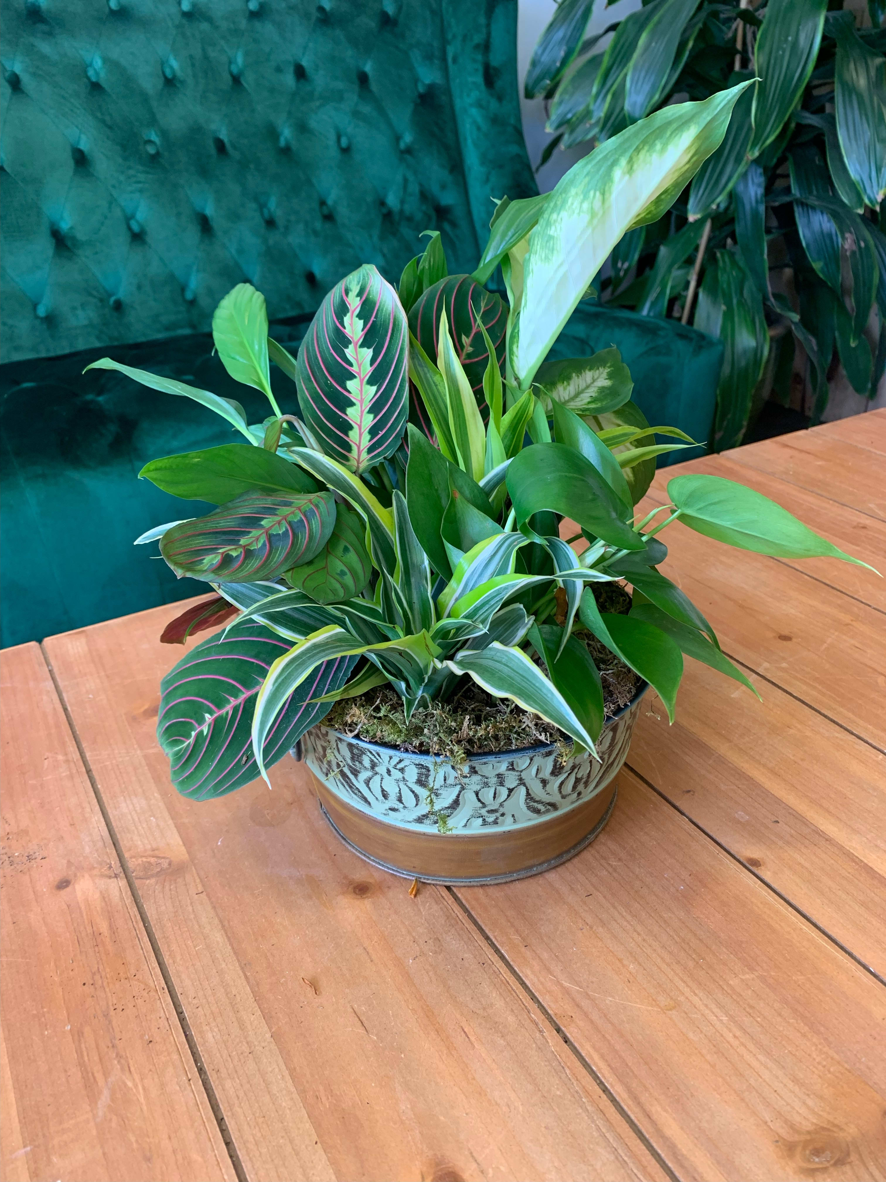 8 Inch Dish Garden - *CONTAINER AND PLANTS VARY BASED ON STOCK* A beautiful dish garden featuring assorted green plants in a ceramic or tin container 8 inches in diameter! Perfect for any occasion including sympathy, get well, and thank you.
