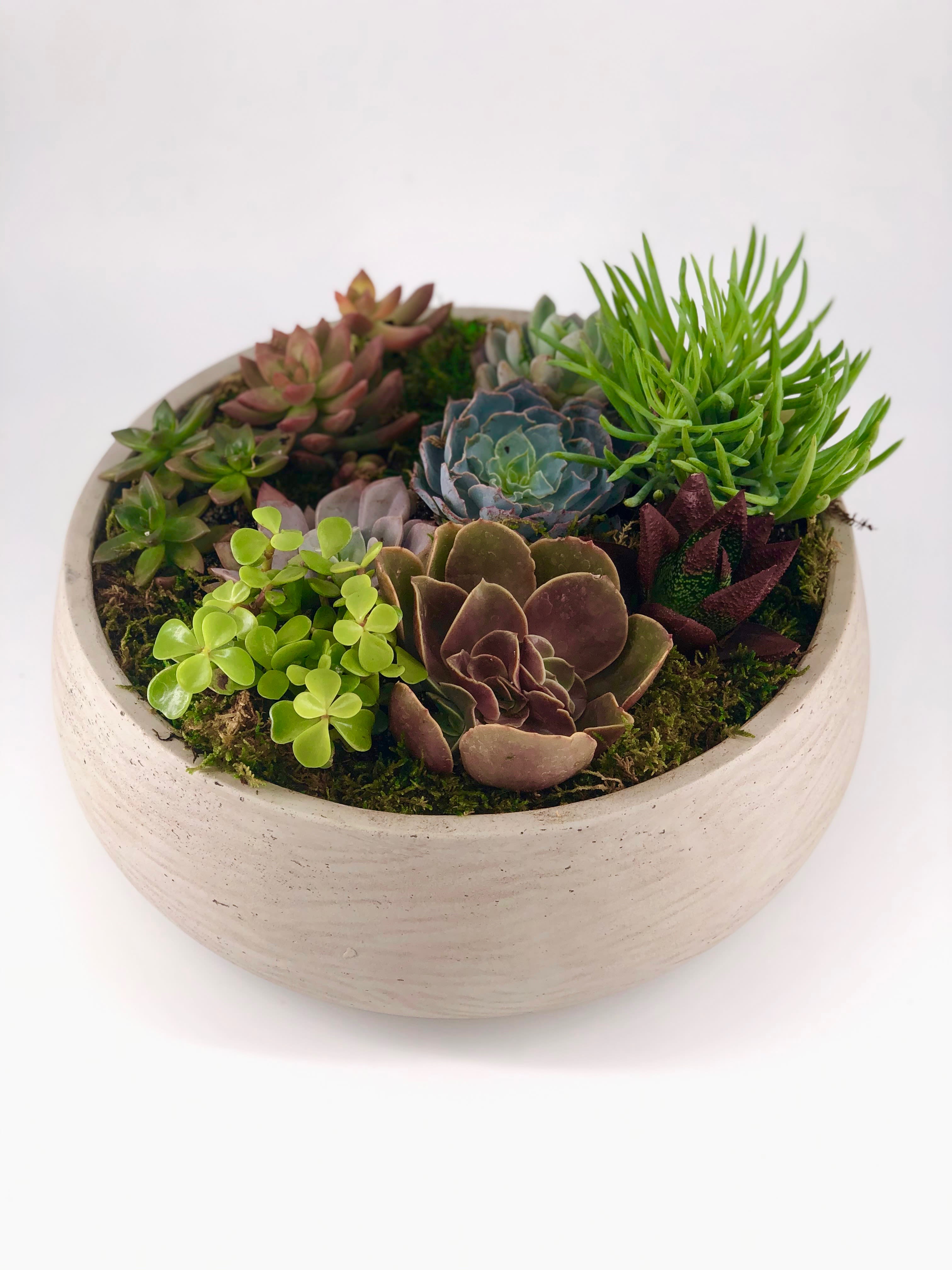 Concrete Garden - Own your little “garden” with this stunning assortment of succulents. Planted in our signature concrete styled vessel, this arrangement makes for perfect gift or low maintenance planting for your home.