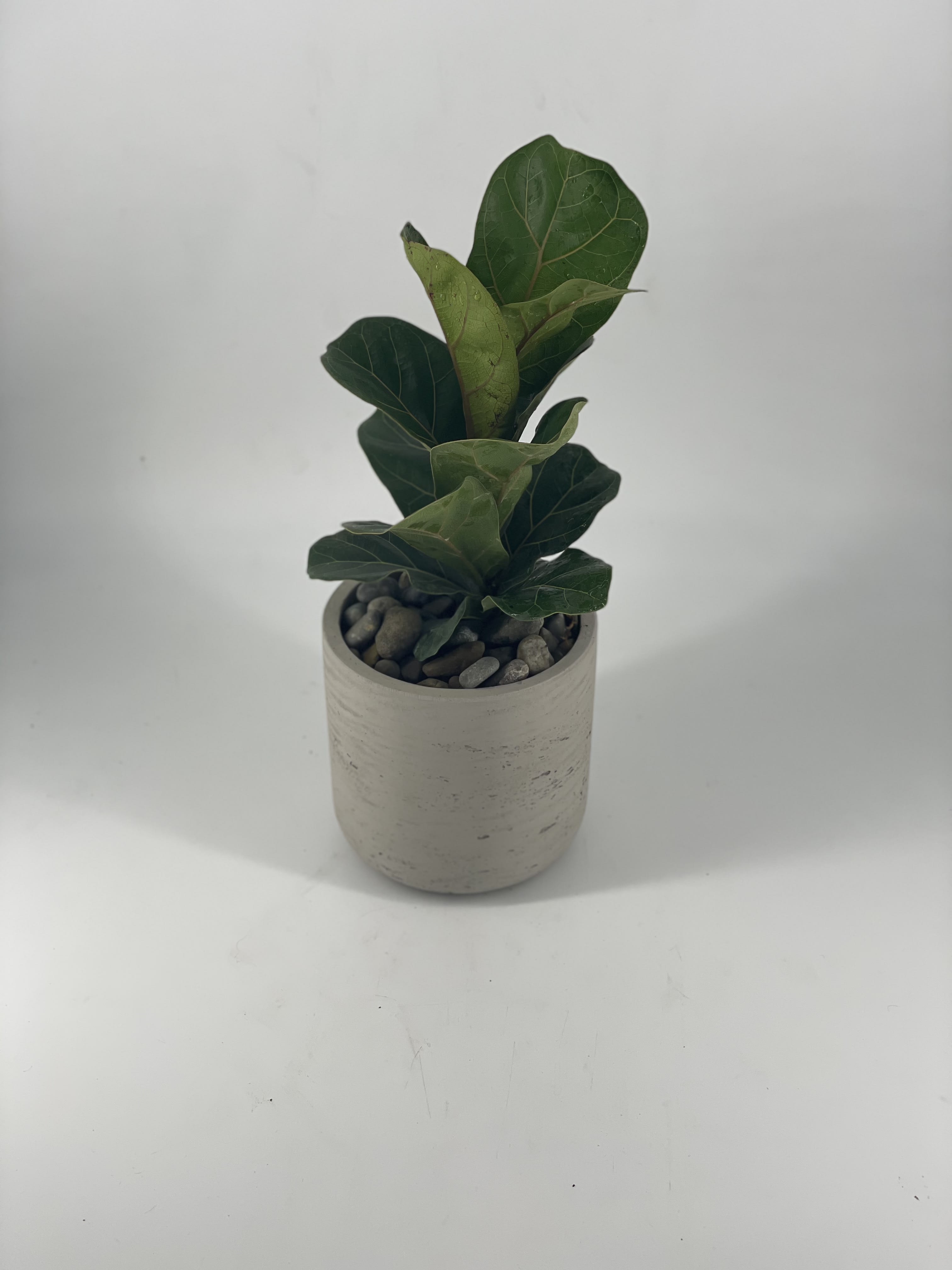 Fiddle Fig - Native to Western and Central Africa, the Fiddle Fig and its beauty has become a favorite of plant lovers ! It’s true though that beauty takes work ! The Fiddle Fig can be temperamental, but we like to think the rewards of its beauty is worth the effort ! 
