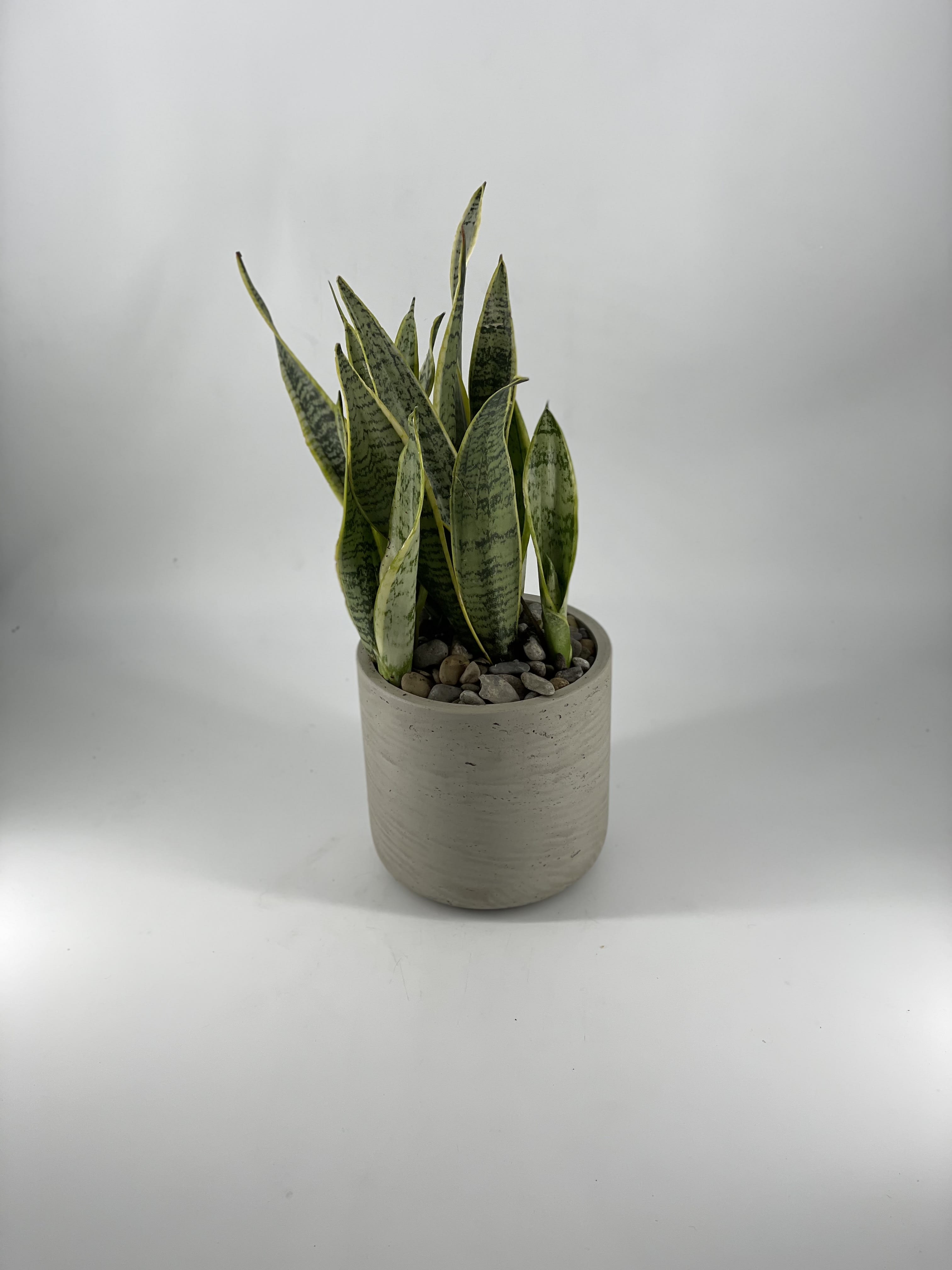Snake Plant - The Snake plant is a house plant standard ! Easy care, tough foliage and captivating variegated leaves this plant is best of all worlds. Whether a beginner or a established “plant parent” it will make a great add to your collection.