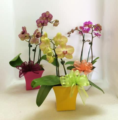 Petite Orchids
