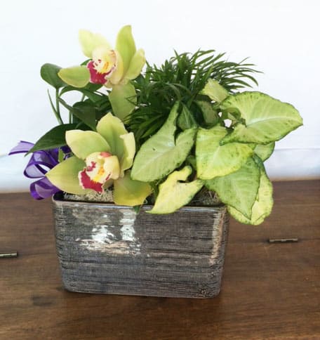 Go Green - Assortment of green houseplants accented with cymbidium orchids. Perfect.