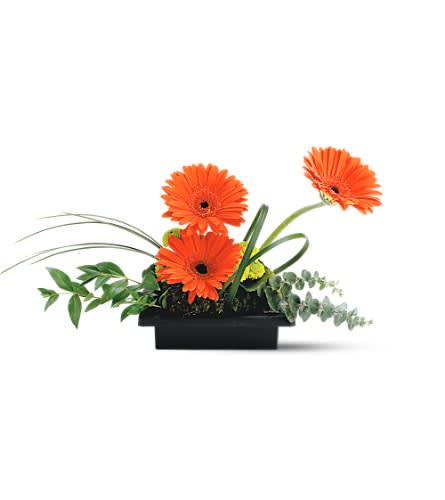 Teleflora's Zen Gerbera Bowl - Make a design statement with this contemporary presentation of gerberas - perfect for sending to someone with definite flair! Each flower speaks volumes about you the sender. Vibrant gerbera are arranged with foliages and mosses. Delivered in a simple rectangular design bowl. Approx. 8&quot; H x 15&quot; W Orientation: All-Around As Shown : TF-F9