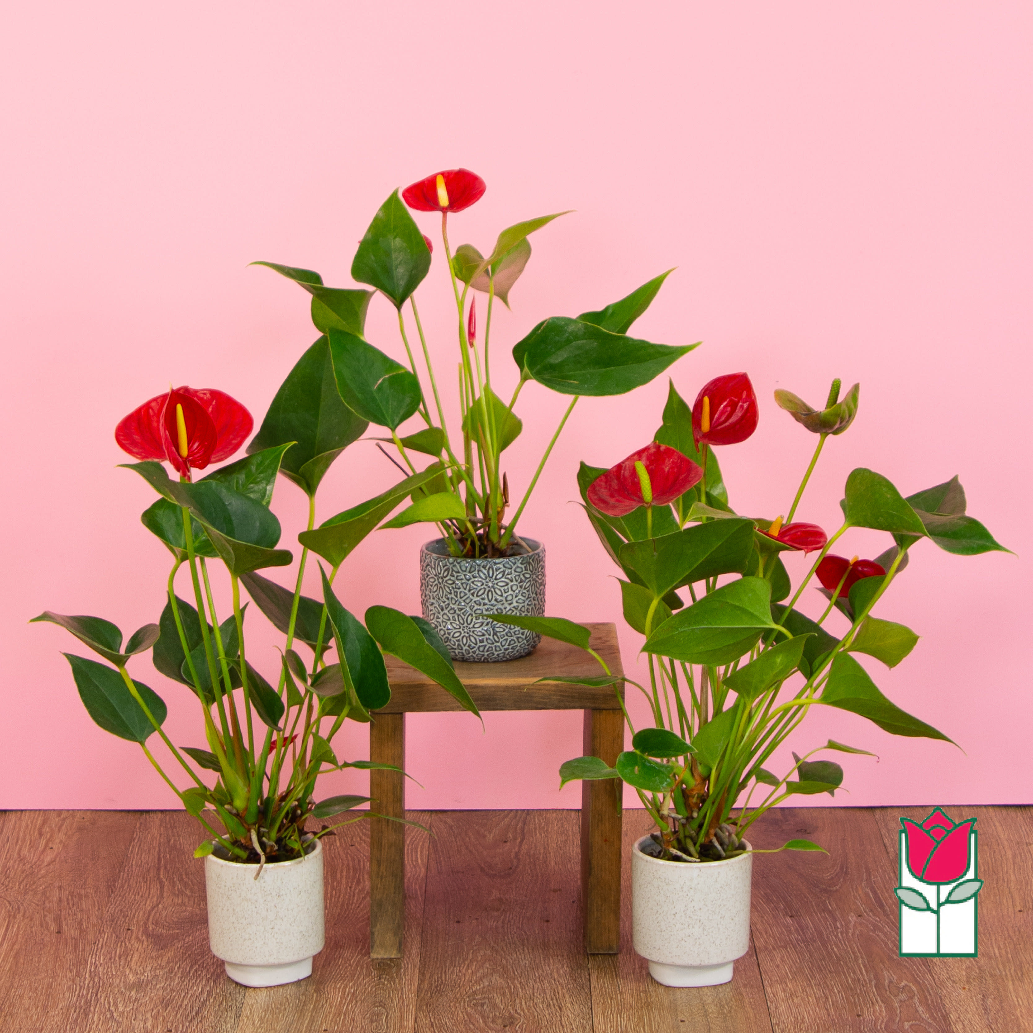[Pick Up Only] Beretania's Tiny Anthurium Plant (Seasonal Colors Vary