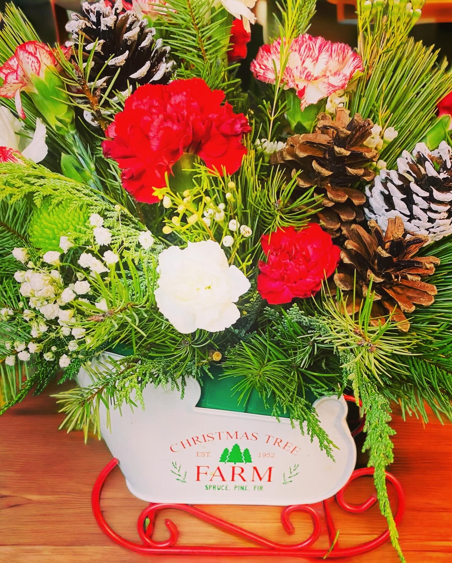 Sleigh ride come tonight - All aboard for Christmas fun! This sweet metal sled joyfully delivers a bevy of holiday blooms to brighten any winter's day. Teleflora's Snow What Fun Bouquet features red carnations, miniature red carnations, white limonium and cedar are accented with seeded eucalyptus, spiral eucalyptus, variegated holly and white pine. Delivered in Teleflora's Snow What Fun Sleigh Keepsake. Orientation: All-Around