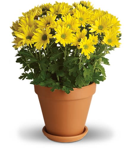 Sweet as a Daisy Sweet as a Daisy - It's no wonder so many people are crazy about daisies. Daisy chrysanthemums that is. This bright yellow plant is so full of sunshine it almost begs for a beach towel! Pretty very sweet and it will last a long long time! A dazzling yellow daisy chrysanthemum is delivered in a terra-cotta pot with its own saucer. A natural delight!Approximately 15" W x 18 1/2" H Orientation: N/A As Shown : T95-1A
