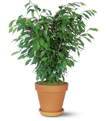 Ficus Bush - Want to add a beautiful rich green color to a home or office? This impressive ficus bush will really fill any room or corner with some life. One Benjamina ficus bush arrives in a terra-cotta pot with saucer.Approximately 21&quot; W x 36&quot; H As Shown : TF136-5