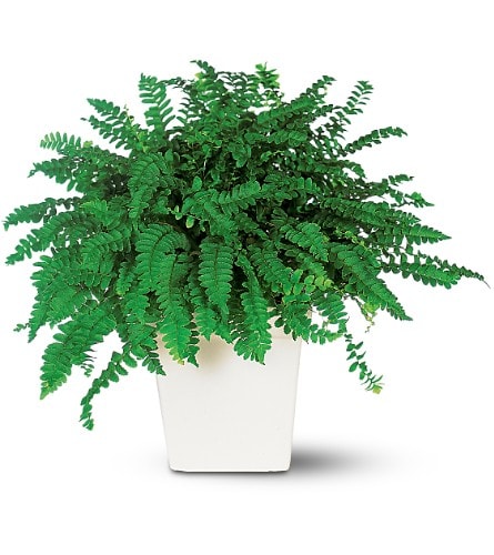 Decorative Fern - Elegant and graceful this perfect plant grows well standing or hanging. Send it to someone special and you''ll be well-standing with them. One fern plant arrives in a decorative planter.Approximately 15&quot; W x 14-1/4&quot; H As Shown : TF136-1