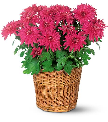 Purple Chrysanthemum - With its large showy flowers it's one of the most hardy and popular plants you can send. No doubt your popularity with that special someone will increase when they receive it. One dark purple cushion chrysanthemum plant arrives in a willow basket.Approximately 13-1/2&quot; W x 15&quot; H As Shown : TF132-2