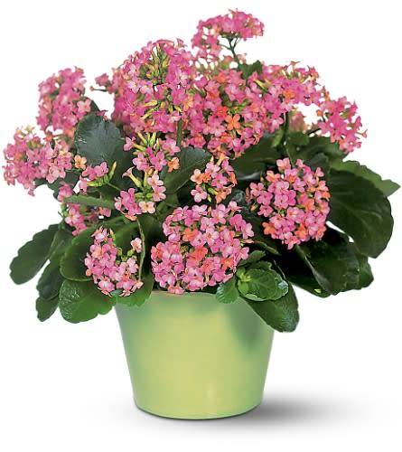 Pink Kalanchoe - This hardy plant produces a plethora of small colorful pink flowers bursting from a compact group of waxy leaves. Plus it produces warm hearts as well. One pink kalanchoe arrives in a decorative ceramic jardiniere.Approximately 12&quot; W x 12&quot; H As Shown : TF131-1