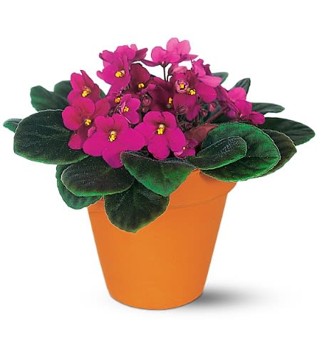Vivacious Violets - A little light will keep this African violet happy for years to come. Maybe it will keep that special someone happy for just as long. One purple African violet arrives in a terra-cotta pot.Approximately 8&quot; W x 7-1/2&quot; H As Shown : TF130-2