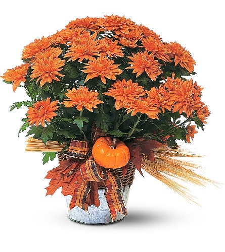 Bronze Cushion Mum Plant - A beautiful plant like this with its warm fall color will be remembered long after the season is gone. Perfect for fall decorating indoors or out. A bronze cushion mum plant is adorned with a miniature pumpkin placed in a galvanized pot cover and tied with a bow.Approximately 18&quot; W x 20&quot; H As Shown : TF80-1