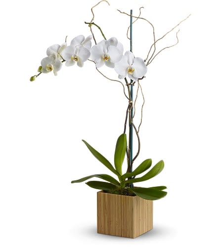 Teleflora's Bamboo Shangri-La - So simple so elegant the classic white phalaenopsis orchid becomes a modern classic delivered in a stylish contemporary cube vase made of real bamboo. Imagine their delight when this gorgeous gift arrives. The exquisite white phalaenopsis orchid plant is delivered in a 6 1/4&quot; contemporary cube vase made of real bamboo. Bouquet is approximately 32&quot; H x 21 1/2&quot; W Orientation: All-Around As Shown : TFWEB625