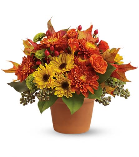 Sugar Maples - Chrysanthemums in autumnal colors of yellow bronze and green - set off by fiery orange roses seeded eucalyptus and hypericum - nestle together with brilliant fall leaves to create a bright floral arrangement that's reminiscent of a walk in the woods at sugar maple time. A terra-cotta pot adds a rustic touch. Orange spray roses yellow viking spray chrysanthemums bronze cushion spray chrysanthemums green button spray chrysanthemums red hypericum seeded eucalyptus fall leaves and salal are arranged in a terra-cotta pot.Approximately 12&quot; W x 9 1/2&quot; H Orientation: All-Around As Shown : T12Z100ADeluxe : T12Z100BPremium : T12Z100C