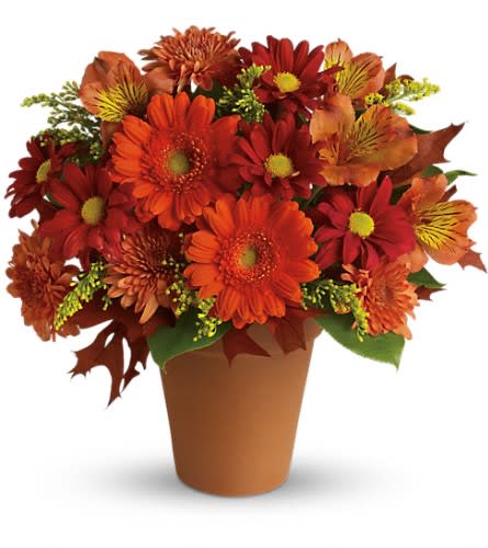 Golden Glow - Send this pretty pot of golden fall flowers to someone special today. At this nice price it's the perfect arrangement for celebrating the season in style! A classic terracotta pot holds a fabulous fall arrangement of miniature orange gerberas dark orange alstroemeria gold cushion mums red daisies solidago and salal.Approximately 11 1/2&quot; W x 10 1/2&quot; H Orientation: One-Sided As Shown : T174-1ADeluxe : T174-1BPremium : T174-1C