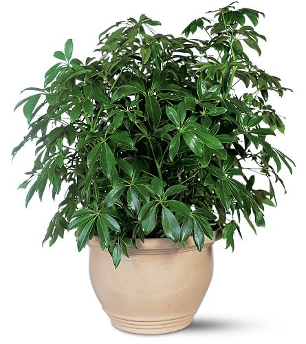 Arboricola Arboricola - With its graceful arching set of leaflets this gorgeous plant is also known as an Umbrella Plant. Give this and even a rainy day will seem bright. One schefflera arboricola plant arrives in a decorative jardiniere.Approximately 24" W x 29" H As Shown : TF137-1