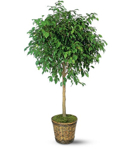 Ficus Tree - Among the most popular green plants today the ficus tree enjoys moderate light and regular watering. Ideal to send to a home or office. One Benjamina ficus tree arrives in a rattan pot cover.Approximately 39&quot; W x 68&quot; H As Shown : TF136-4