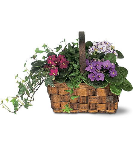 Mixed African Violet Basket - This lovely mix of African violets is so much like a flower garden it's like bringing a little oasis right inside a home. Magenta purple and white African violets along with ivy are delivered in a wicker basket with handle.Approximately 15&quot; W x 10&quot; H Orientation: All-Around As Shown : TF128-2